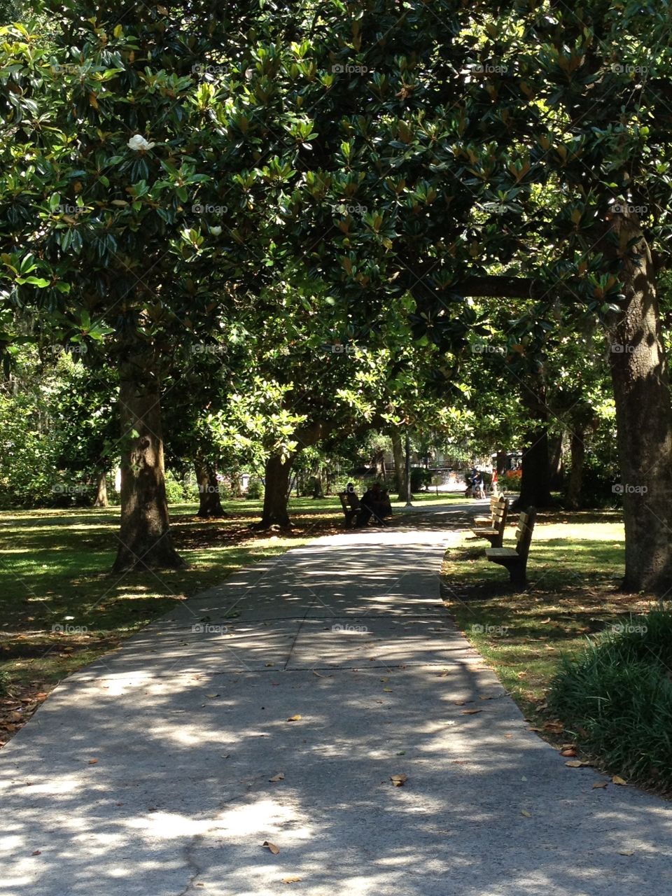 A shaded walking path through Forsyth Park, the largest park in the historic district of Savannah Georgia.