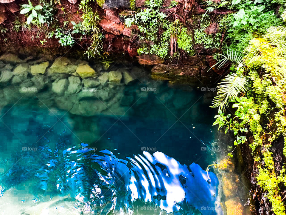 Small Pond with fresh water and trees