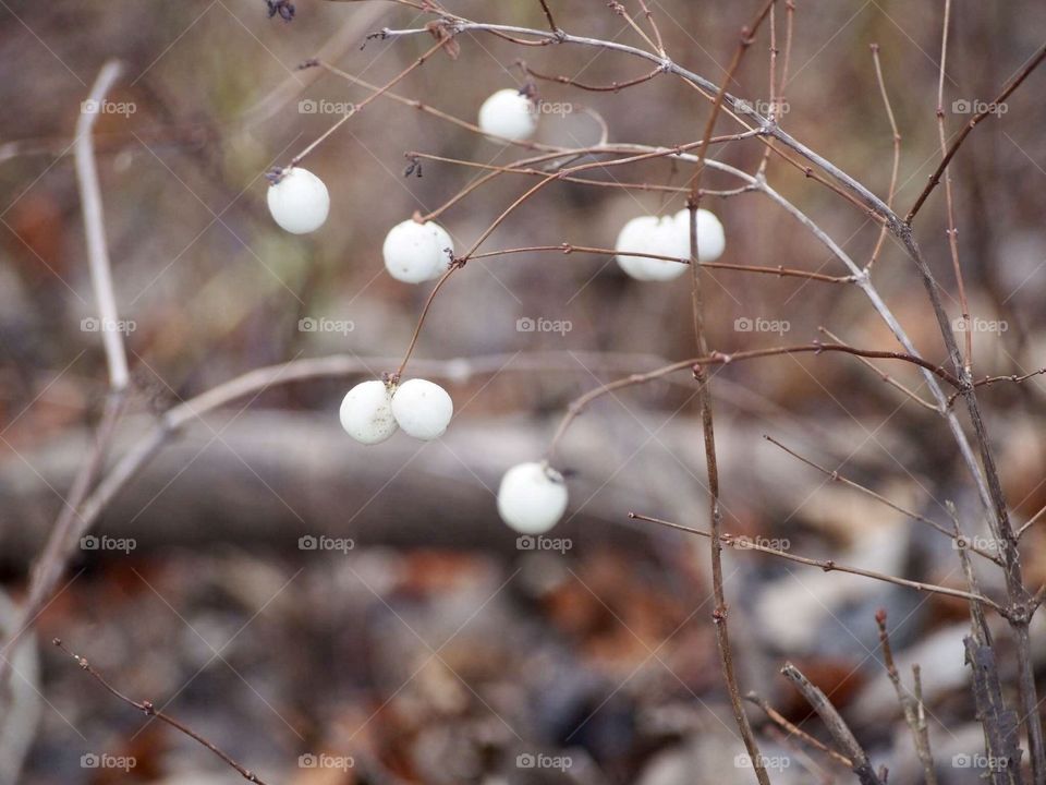 Winter colors. snowberry