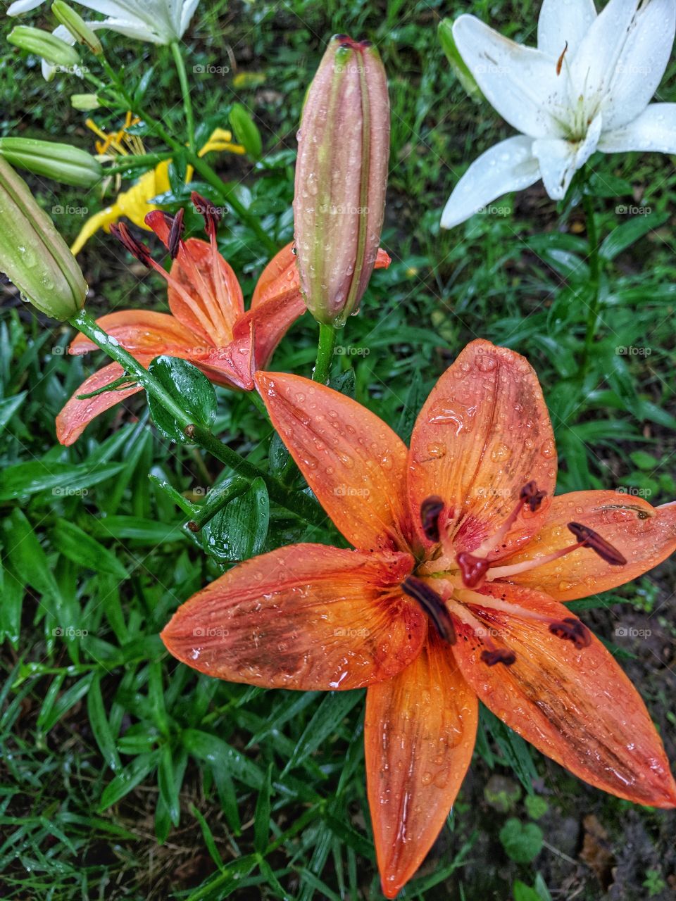orange carpet Lily