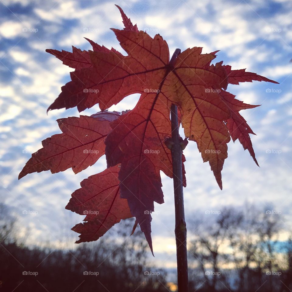 Maple leafs at sunrise 