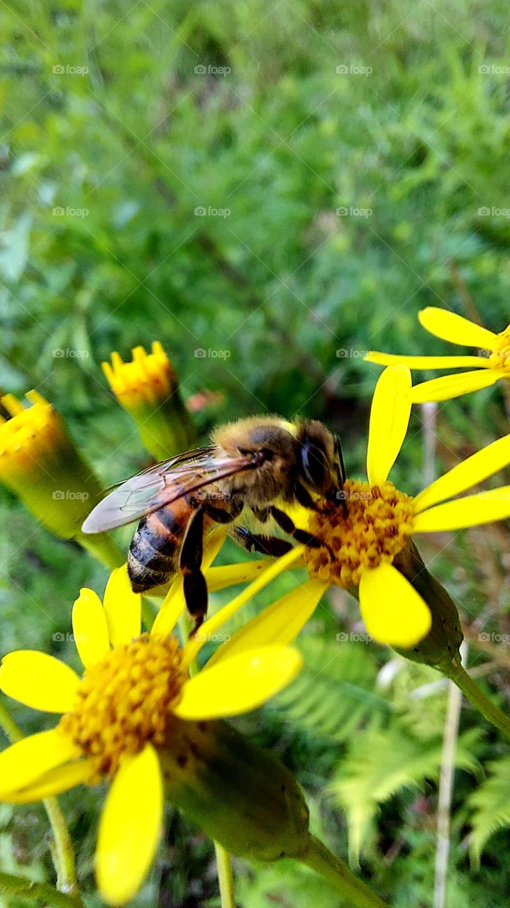 A abelha trabalhadora incansável recolhe o néctar das flores amarela que oferece generosamente o alimento.