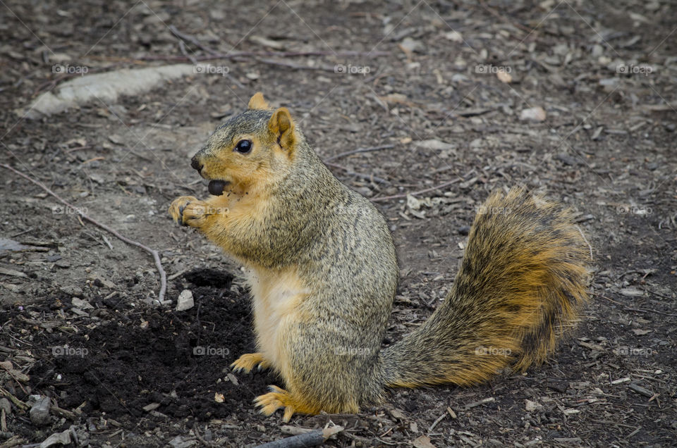 Squirrel Eating