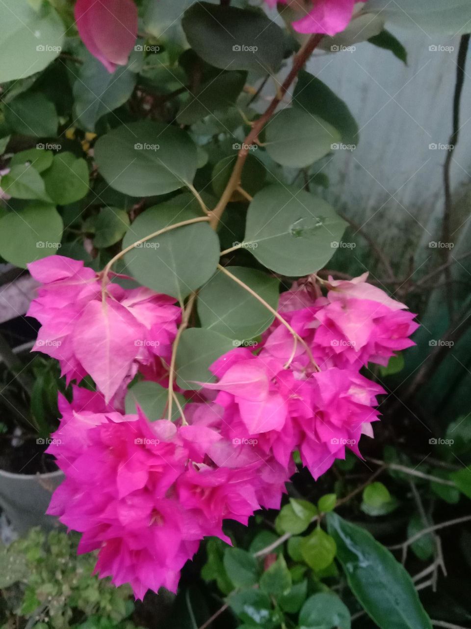 The seasonal blooms 🌸 ❤️✨