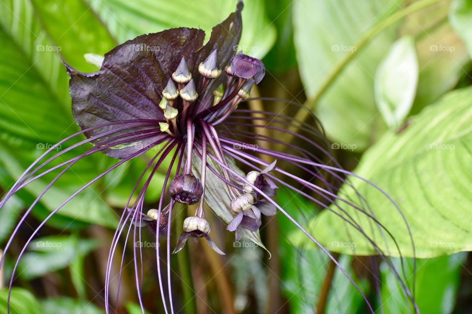 The unique Tacca chantrieri, the black bat flower