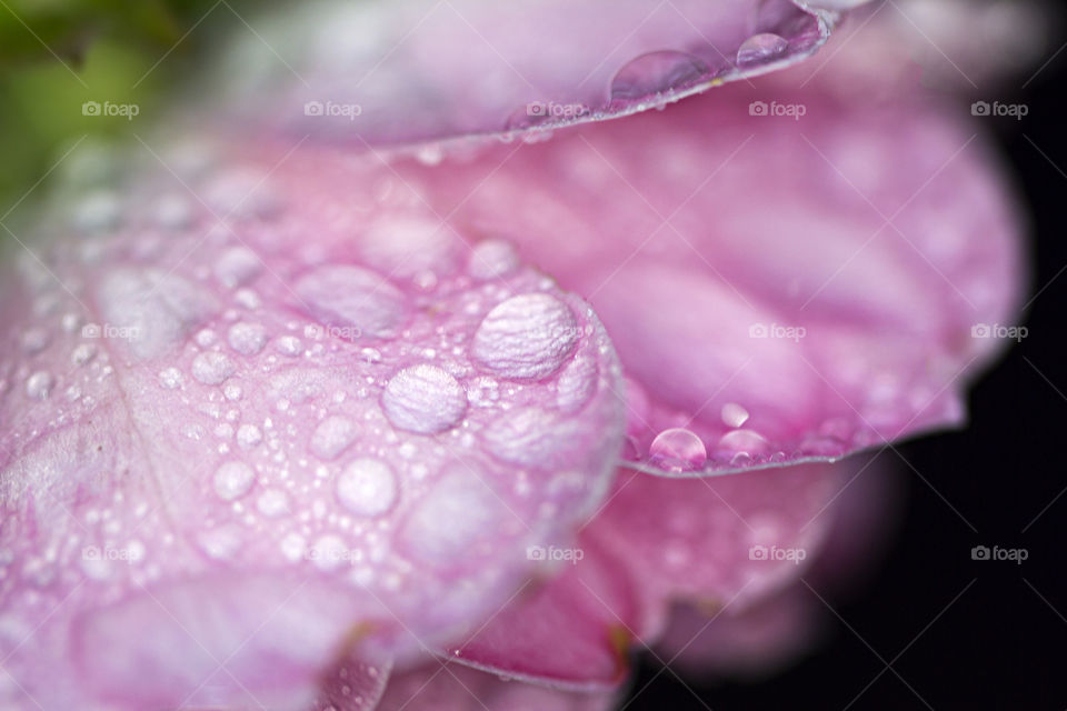 Water droplets on rose petals. Taking a closer look