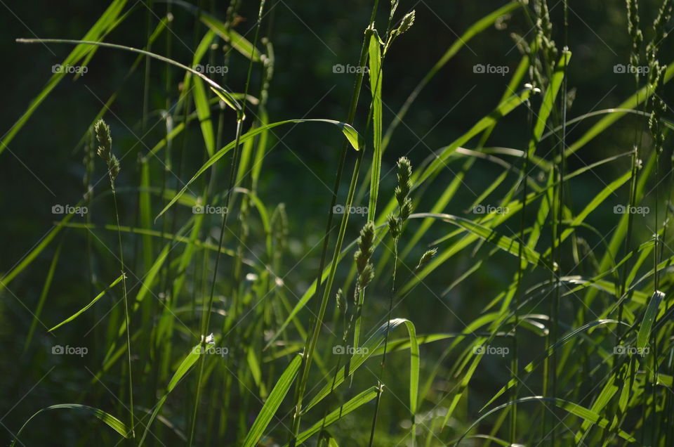 The grass in the sunlight