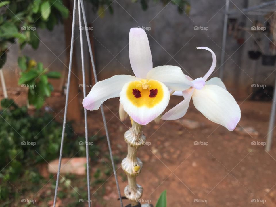 Trúc phật bà - Dendrobium pendulum