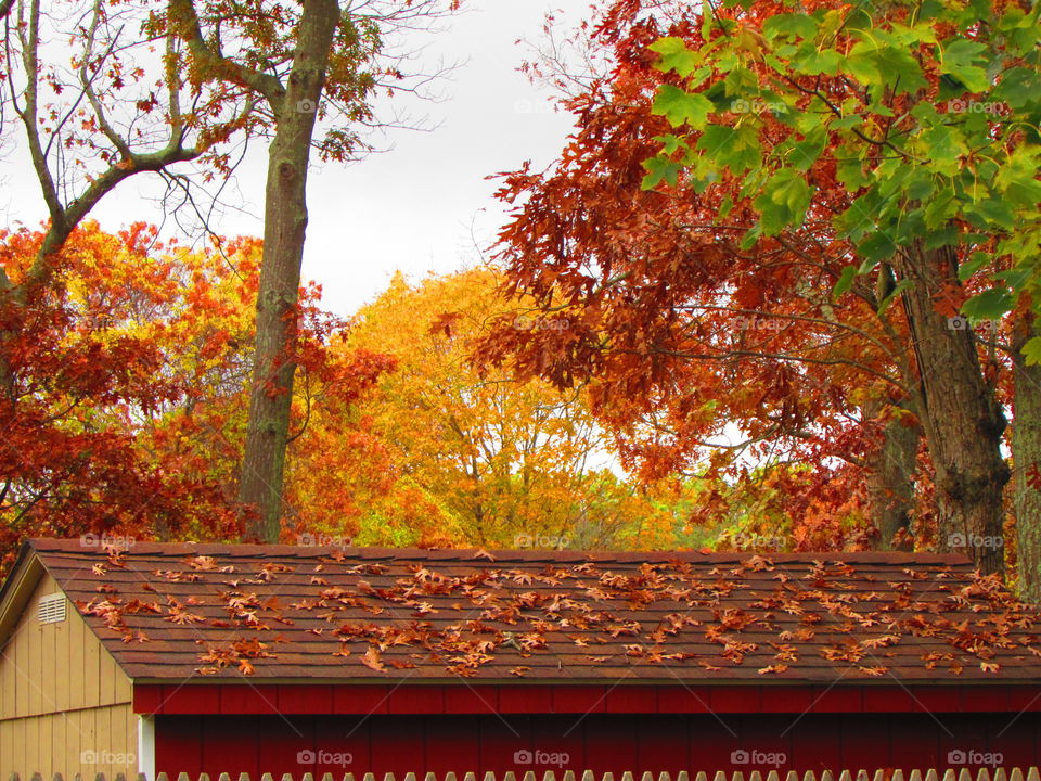 Orange , roof, trees 