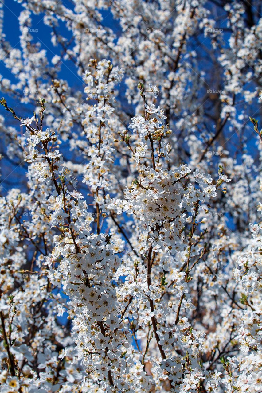 A blooming spring tree in white