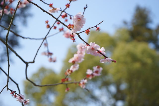 Sakura branches 
