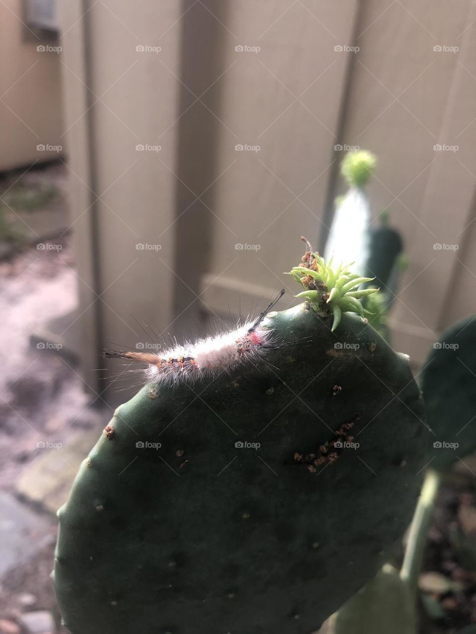 Can’t tell which way this guy is going! Very cool “bugs” at the ranch in TX. 