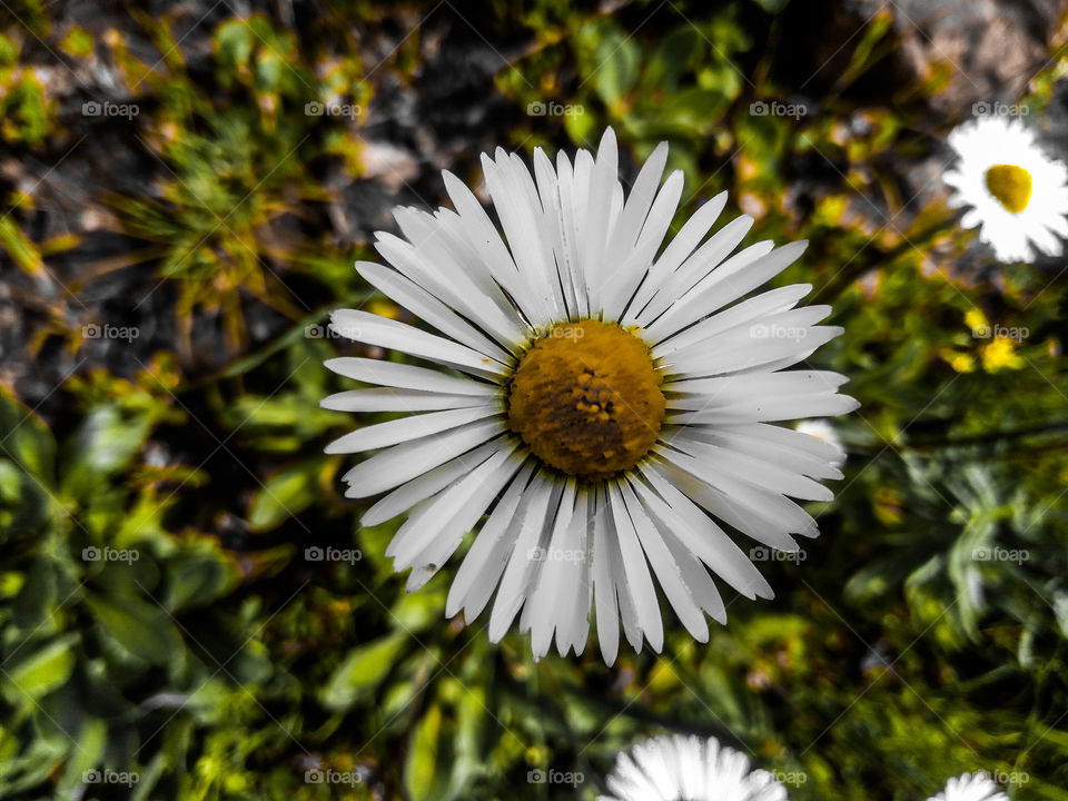 magical daisy flower