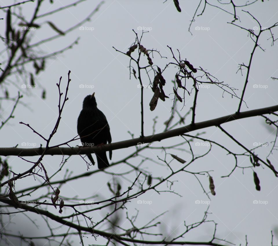 Silhouette of starling on a branch with gray sky 