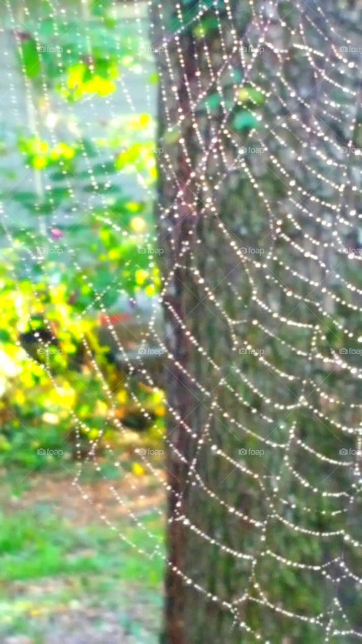 Spiderweb, Spider, Trap, Cobweb, Dew