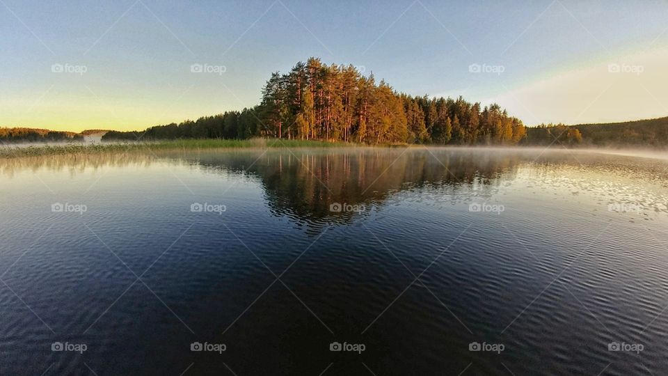 Golden forest.