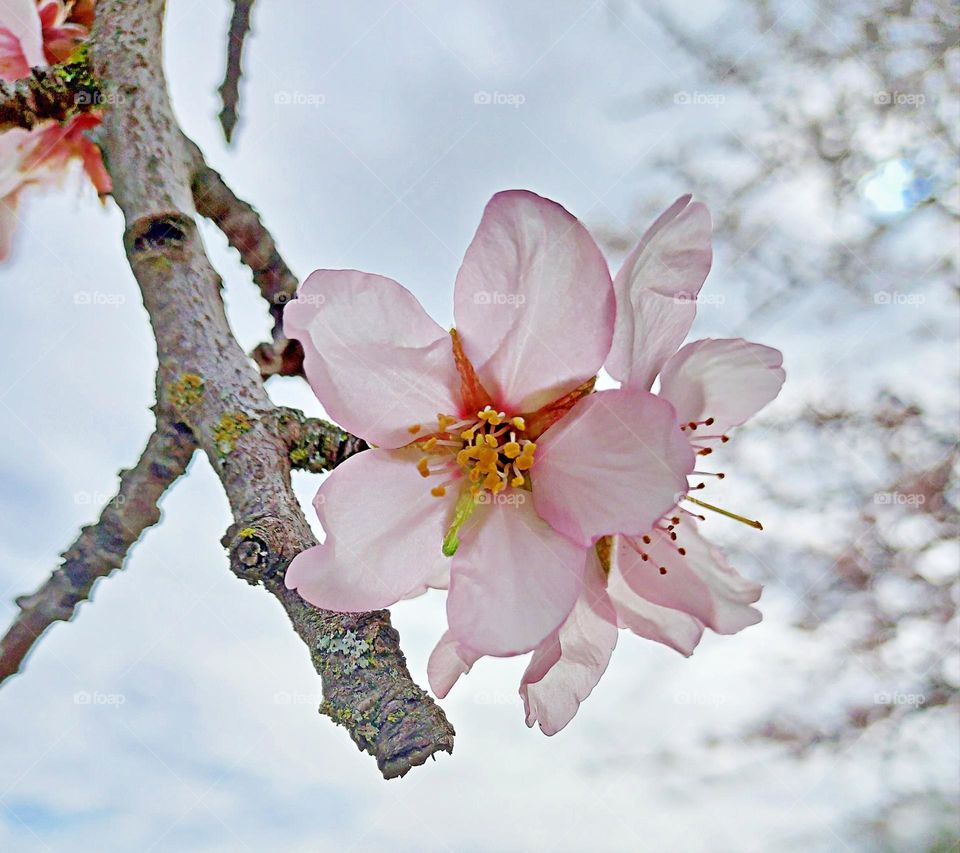 spring time tree flowers