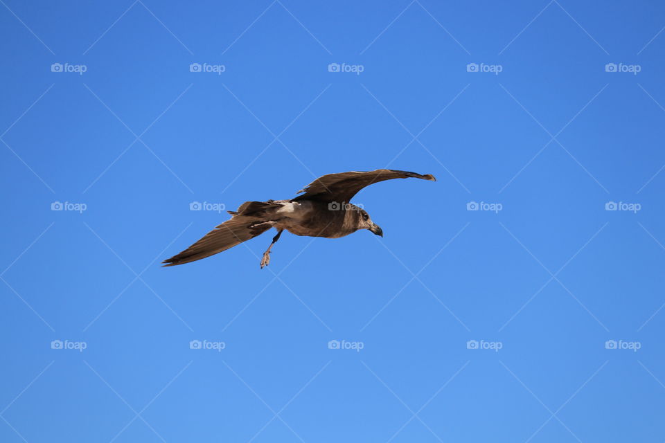 One seabird soaring over ocean on vivid clear blue day minimalism suitable for desktop or background 