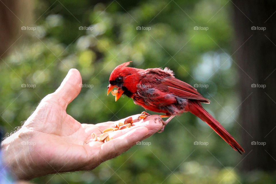 Red cardinal is sitting on a human's nand eating nuts