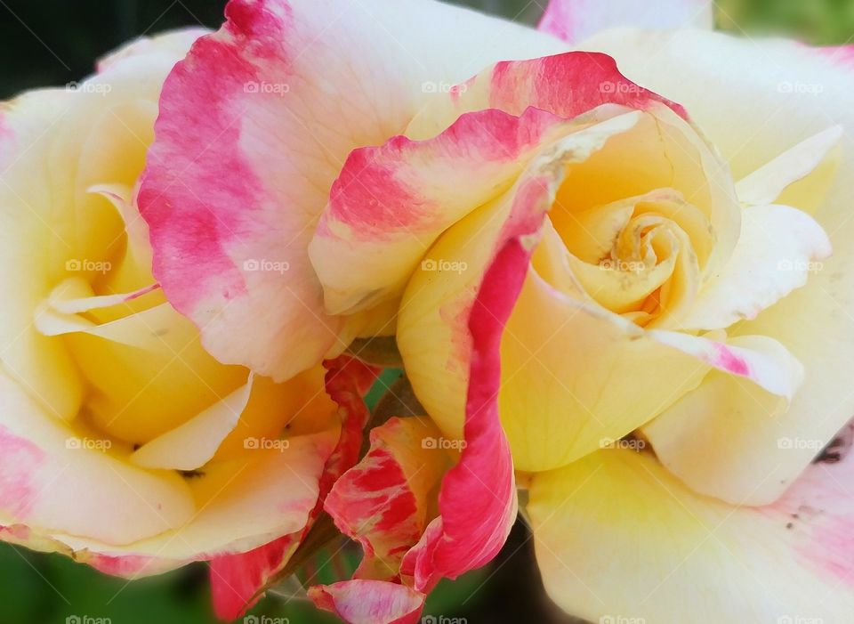 Lovely pink and yellow roses from the garden