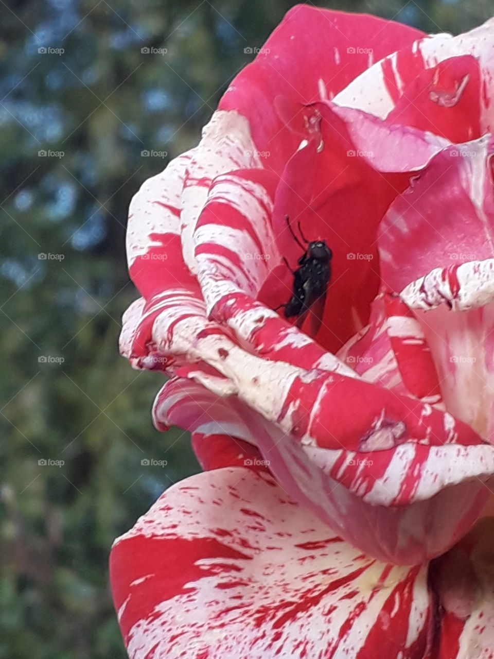 inside of an autumn red - white rose with a fly