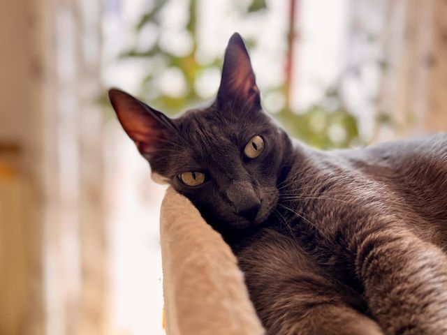 Cat watching at camera 
