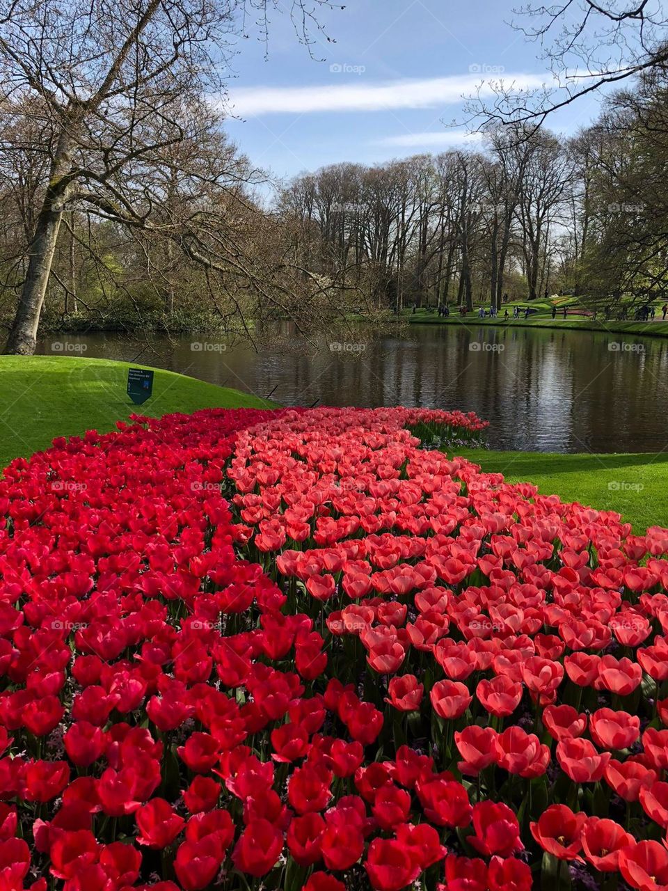 Tulips from Holland