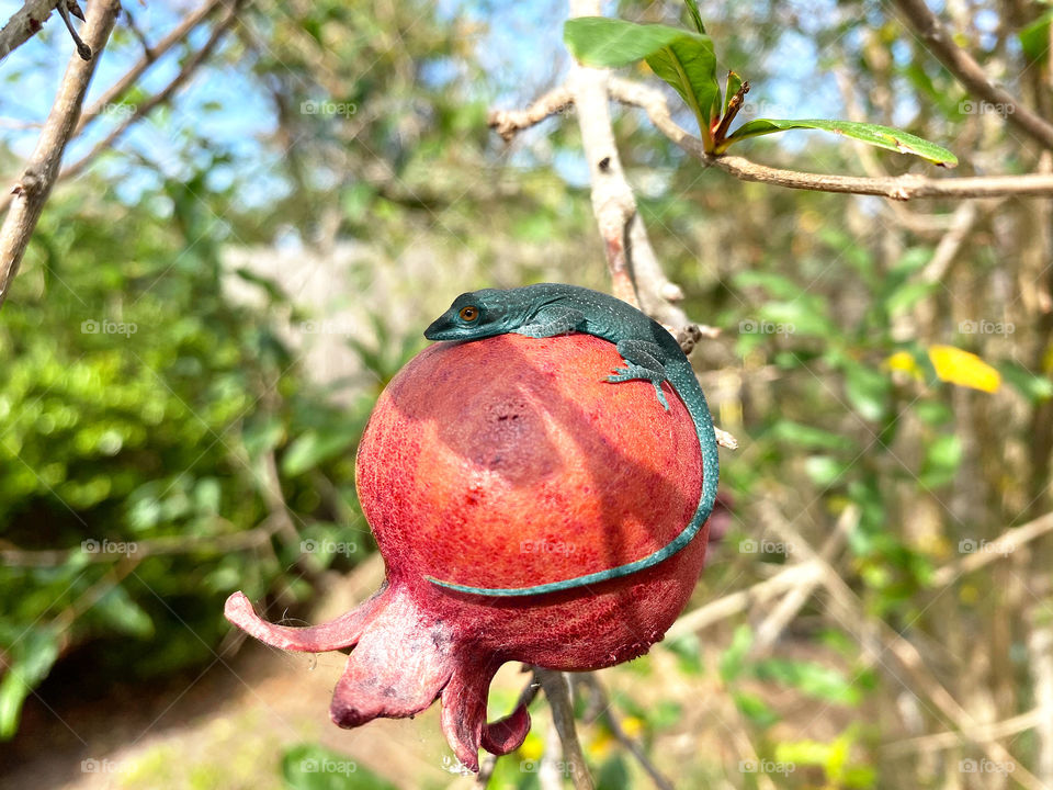 Blue green baby lizard resting on pomegranate