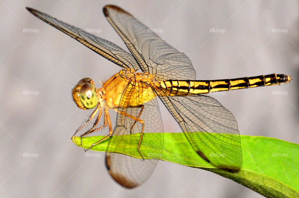 Dragonfly