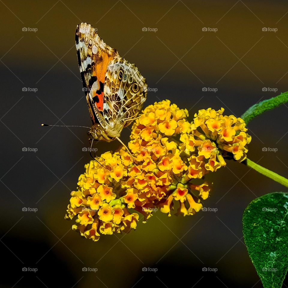 beatifuel yellow flower with butterfly