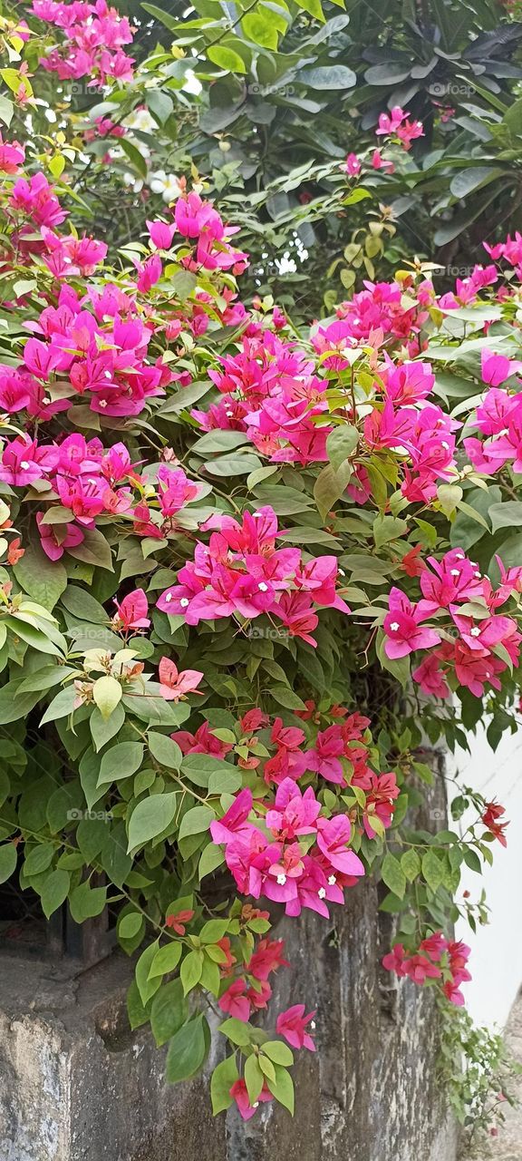 Bougainvillea spectabilis