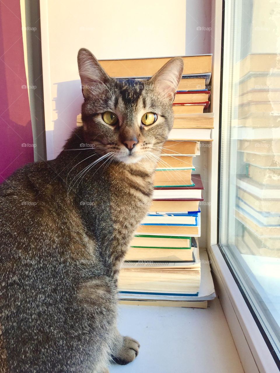 Cat looking at camera sitting on windowsill on book background