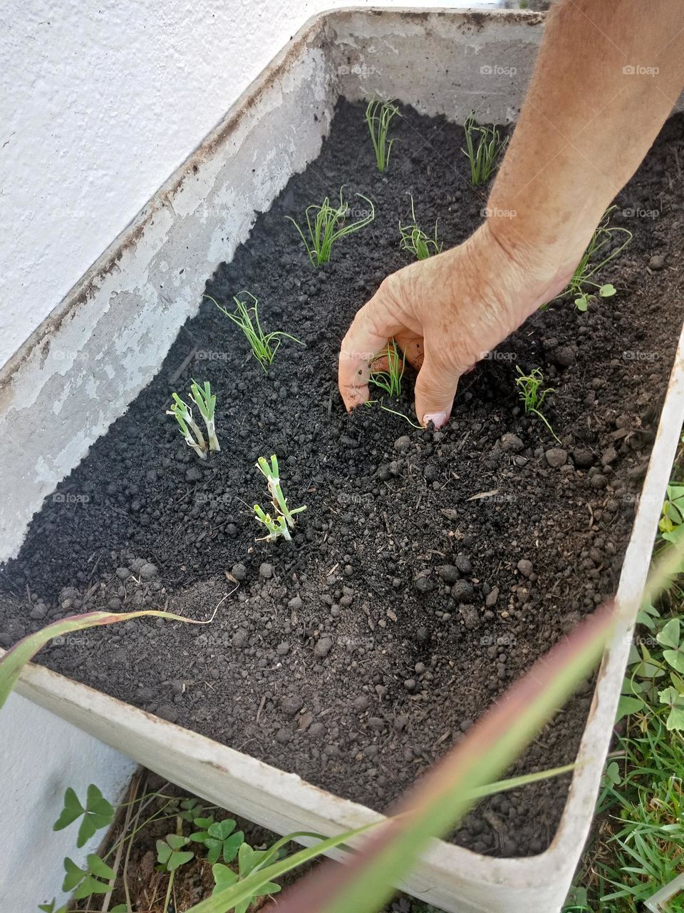 planting spring onions in a rectangular box