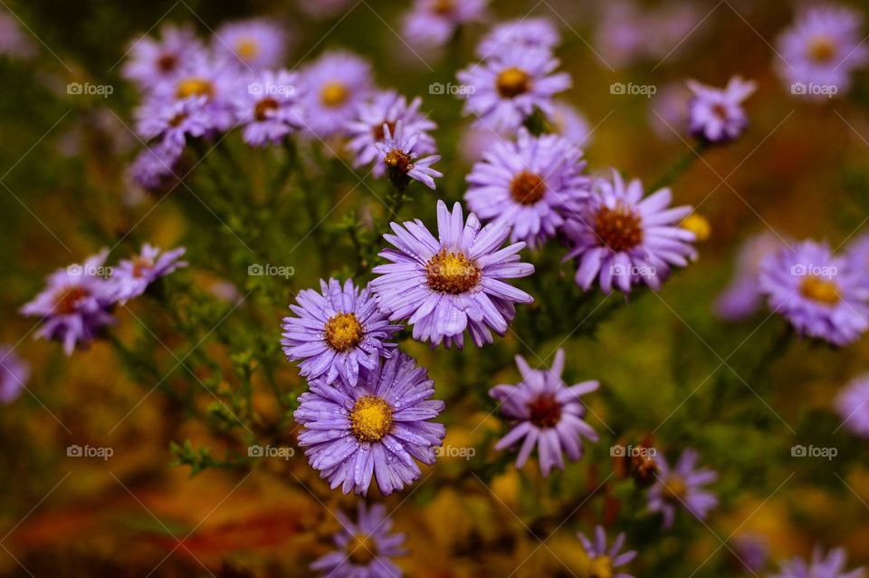 Flowers in the garden