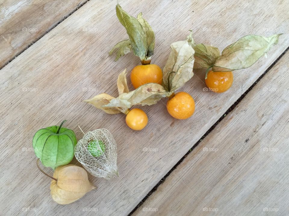 Physalis 