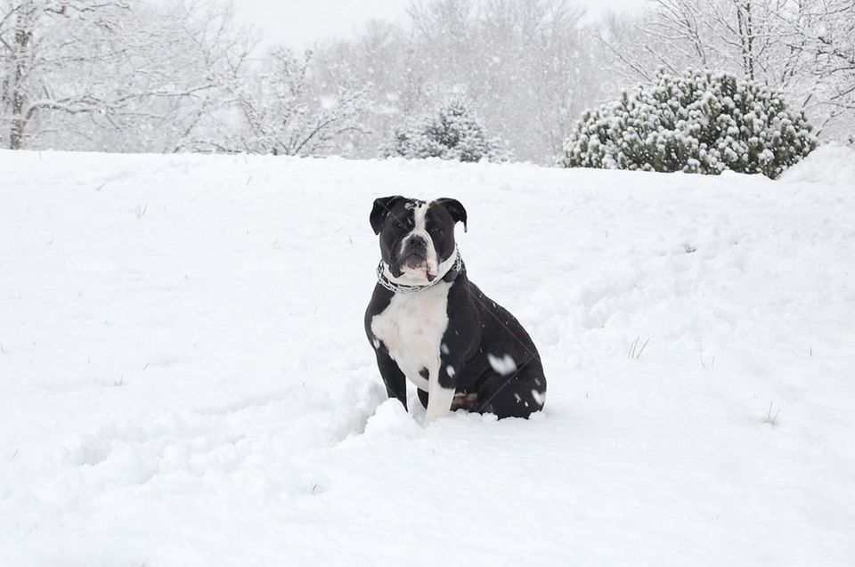 Snow dog