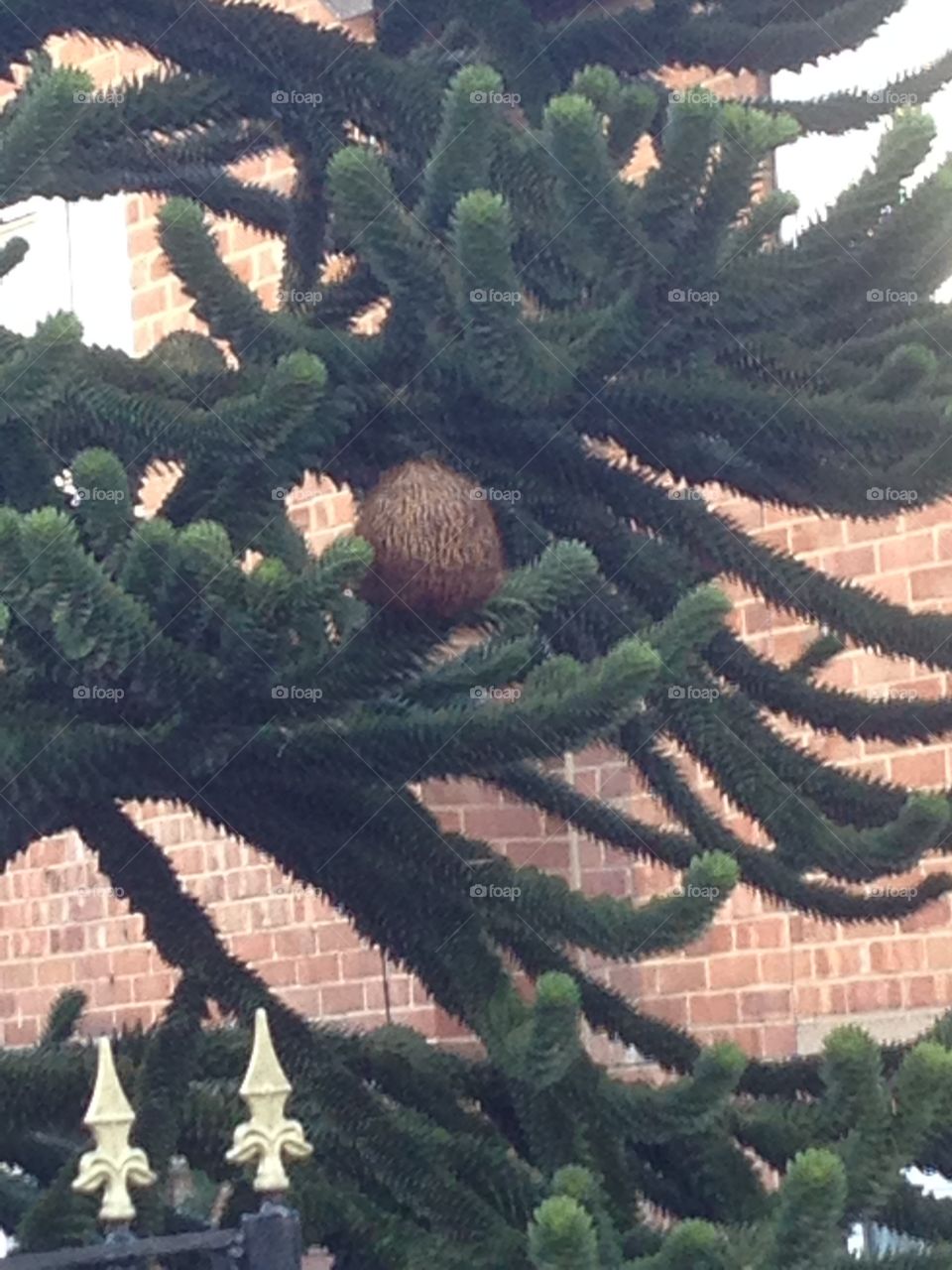  monkey puzzle tree. A tree I walk past every day in the garden