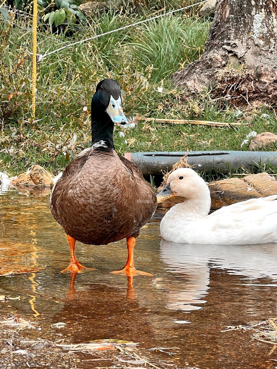 Patos en el agua 