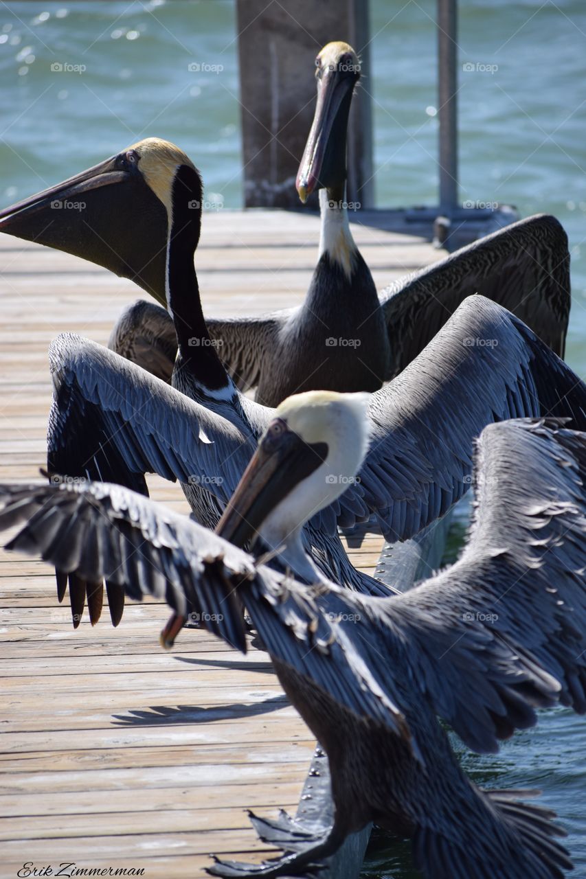 Pelicans 