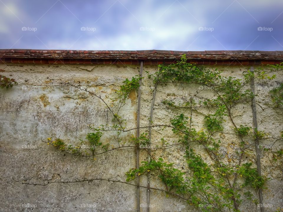 Climbing Plant On A Garden Wall