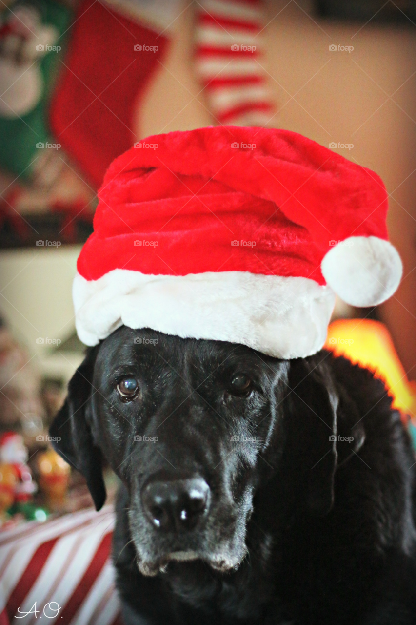 Lab Santa