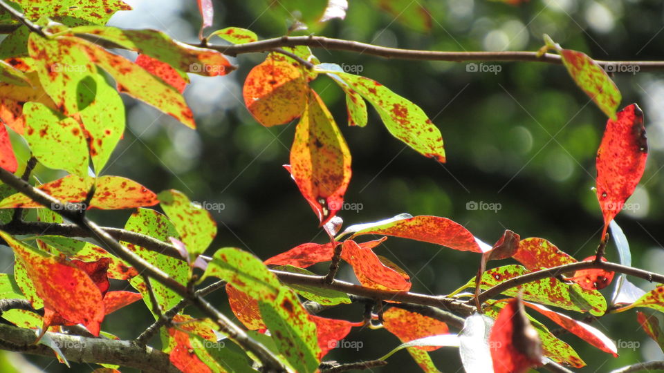 Leaf, Fall, Nature, Tree, Color