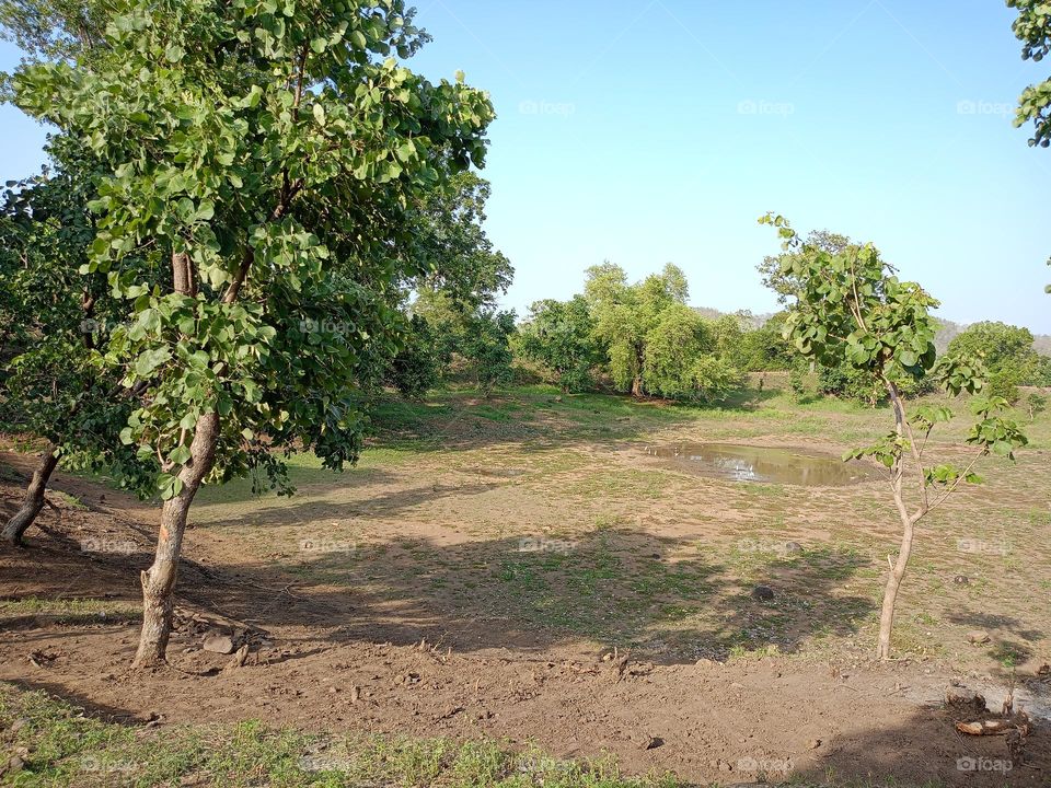 a forest of wild@animal of area
cute area