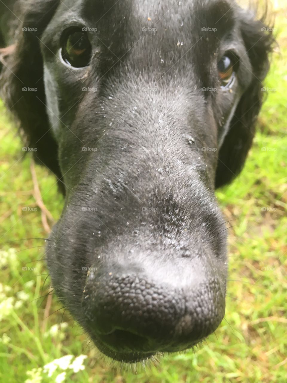 Black flatcoat retriever. Close nose and eyes shot