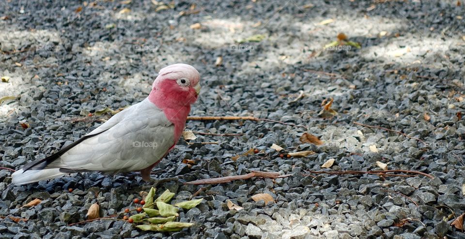 Galah, pink and grey bird.