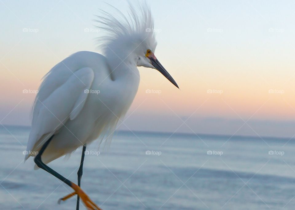 A silly Egret waits for food in the early morning colors of an Atlantic sunrise.  