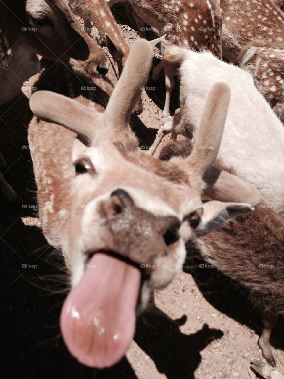 Deer tongue