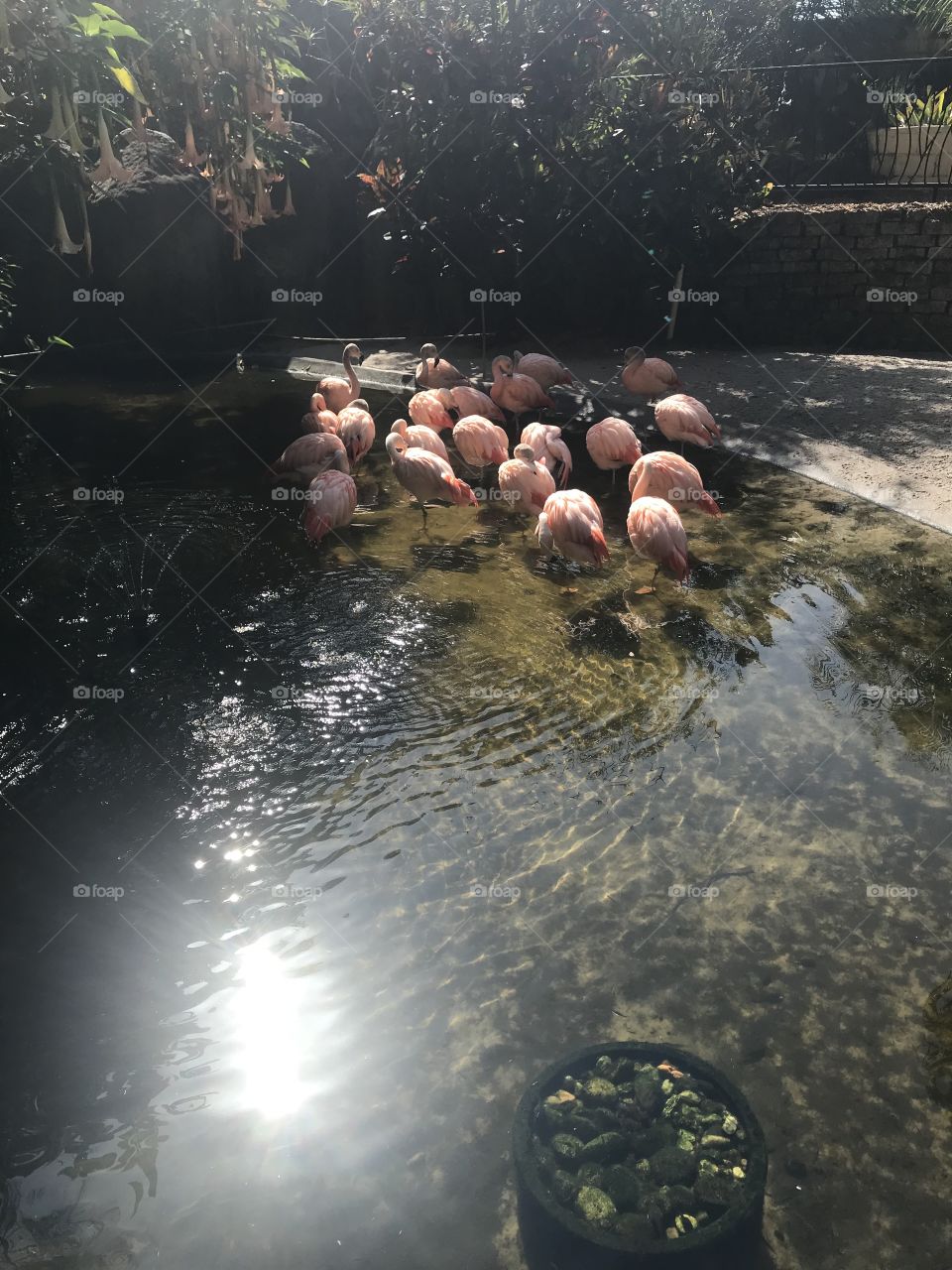 A flock of flamingos relaxing with hanging trumpet flowers