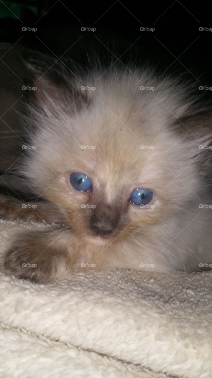 cute siamese kitten with blue eyes