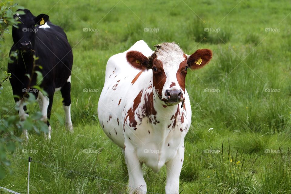 cows on pasture